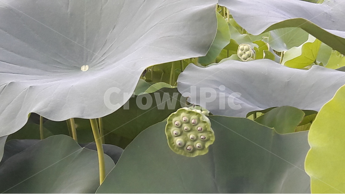 연잎,연자육,연꽃씨,식물,연름,식물,자연,plants,nature