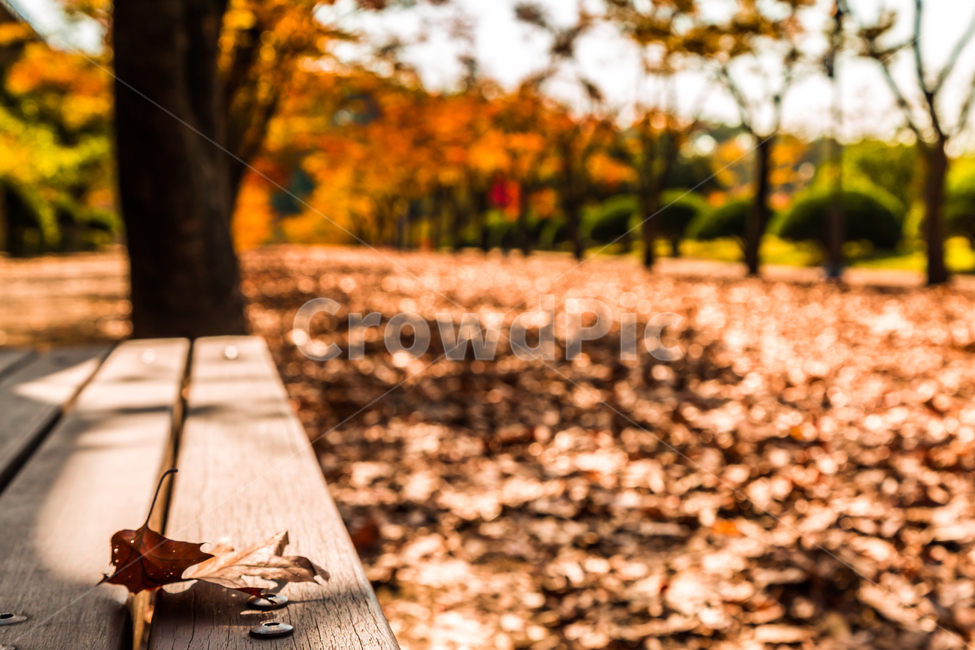 가을,낙엽,감성,울긋불긋,단풍,가을,계절,fall,autumn,season,감성,sensible,feeling,furniture,가구