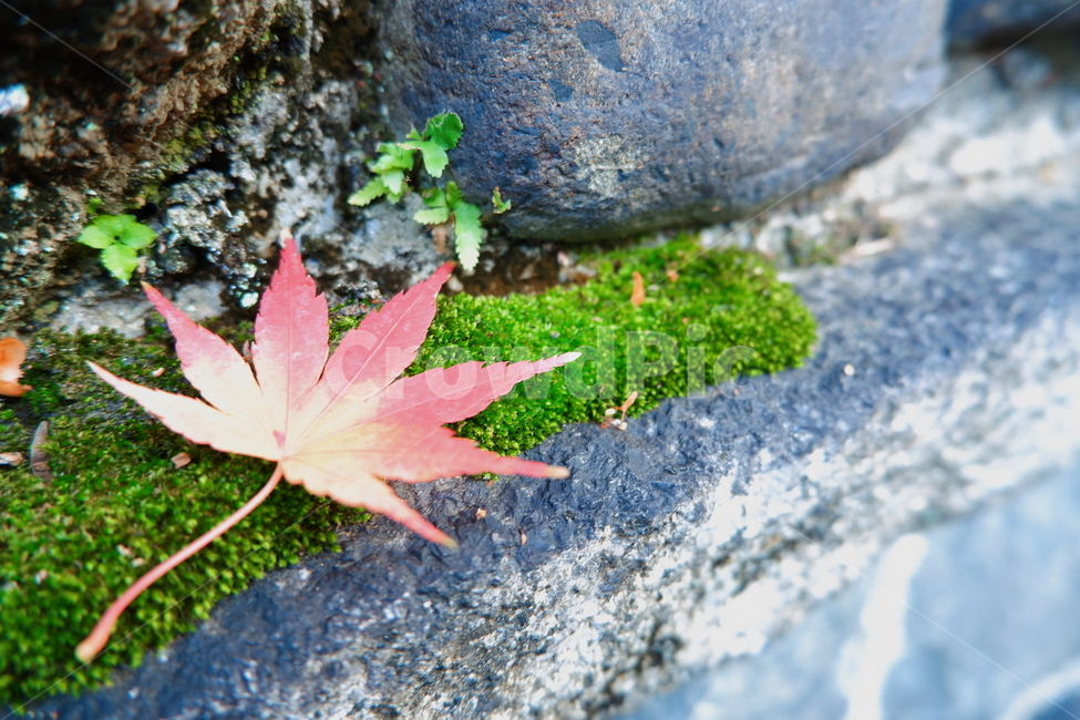 단풍,단풍잎,낙엽,가을,자연,자연풍경,돌담,가을,계절,fall,autumn,season,plant,식물,leaf,잎,tree,나무
