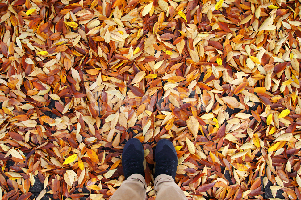 단풍잎,가을,낙엽,발,알록달록,외로움,쓸쓸한,가을,계절,fall,autumn,season,사람,인물,인간,human,person,신체일부,몸,body,leaf,잎,plant,식물