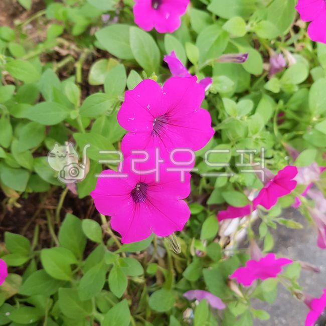 여름꽃,8월꽃,petal,꽃잎,나팔꽃,보라색나팔꽃,꽃