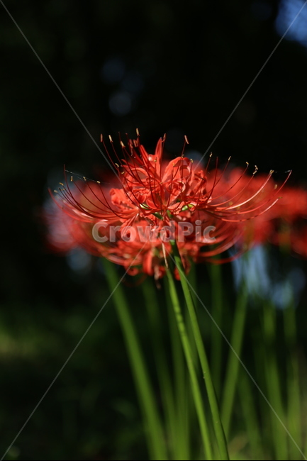 꽃무릇,상상화,자연,flower,빨간꽃,식물,자연,plants,nature,꽃,flower
