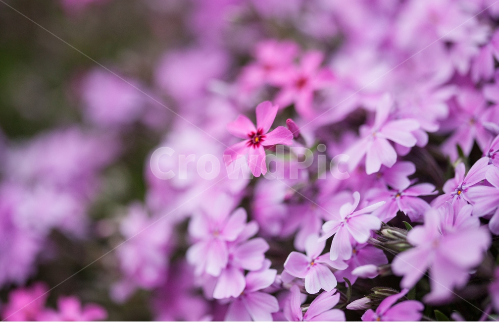 봄,꽃,꽃잔디,spring,flower,봄,계절,spring,season,식물,자연,plants,nature,꽃,flower,plant,geranium,제라늄,blossom,petal,꽃잎