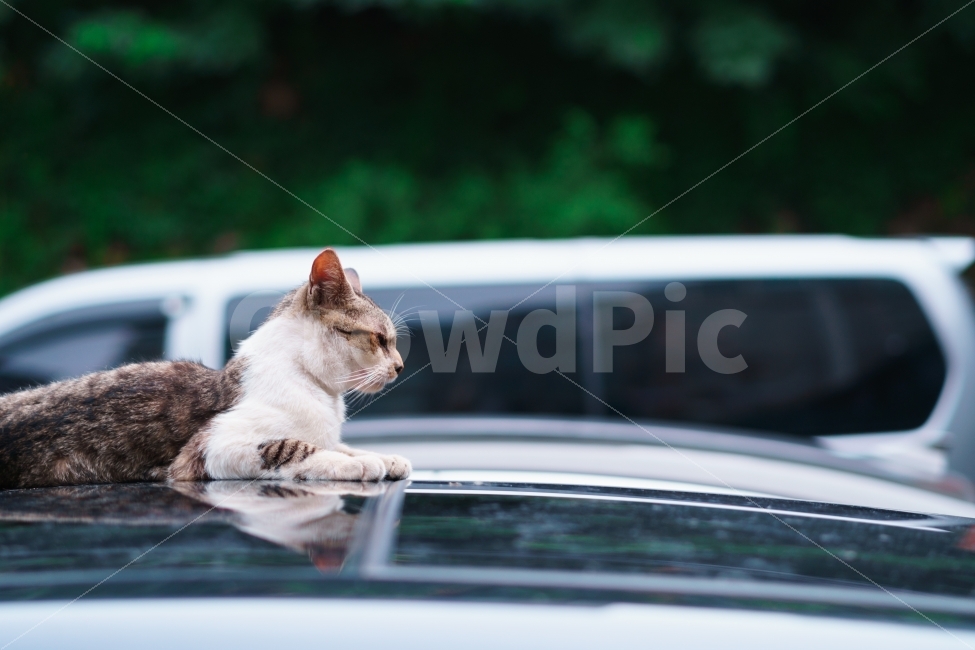 고양이,길냥이,경계,여름,마주침,만남,근접,조우,동물,animal,포유류,mammal,고양이,cat,kitten,kitty