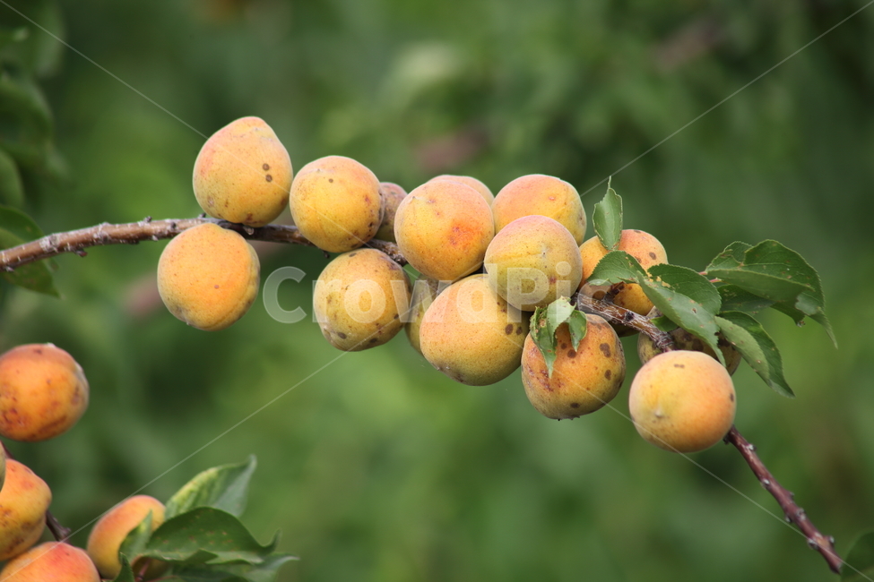 매실,황매실,열매,약용식물,japaneseapricot