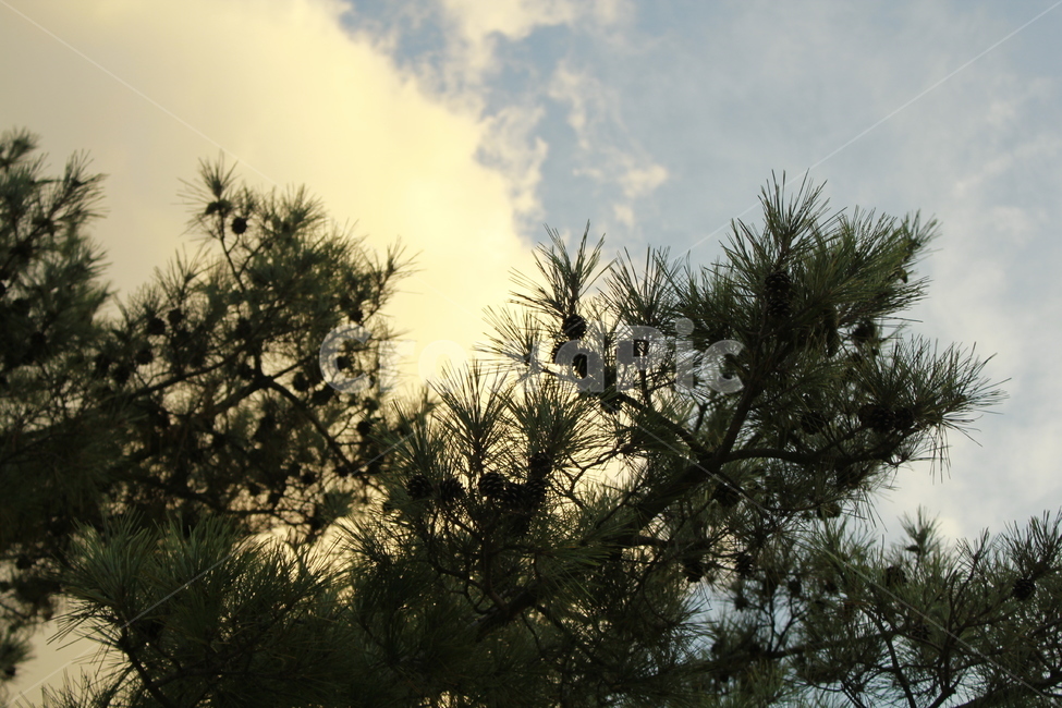 소나무,하늘,나무,자연,푸른소나무,솔잎,식물,자연,plants,nature,나무,trees,wood