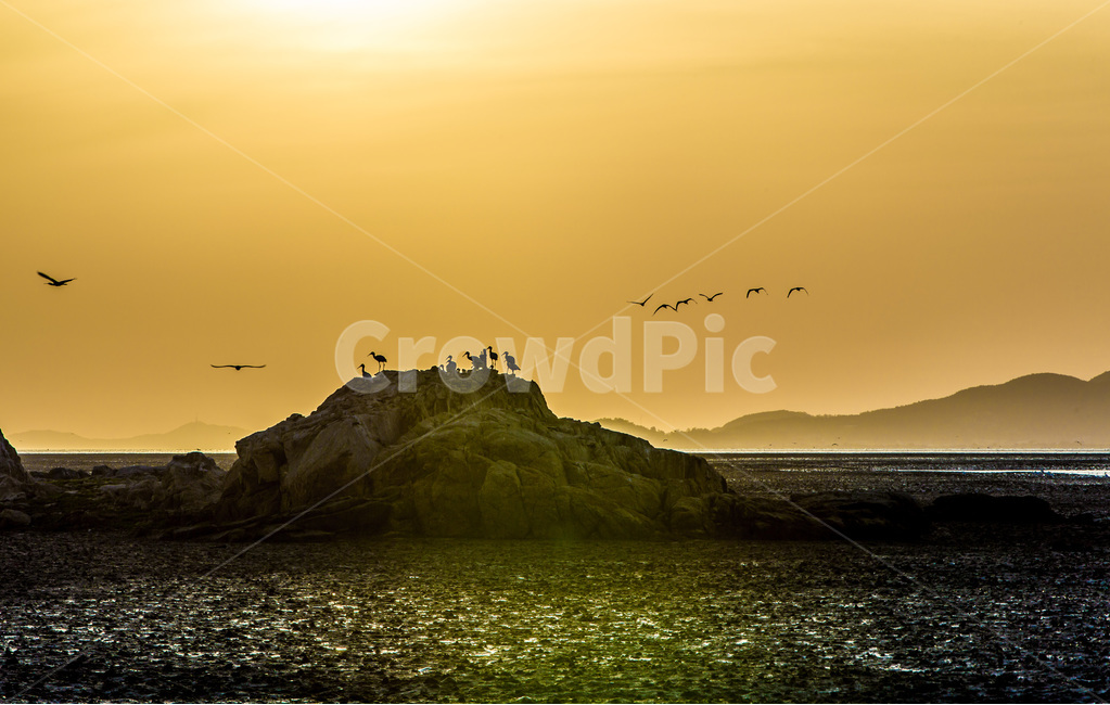 영종도,철새,석양,낙조,갯벌,풍경,감성,환경,바닷가,자연,풍경,nature,landscape,한국자연풍경,한국자연경관,korea nature landscape,동물,animal,조류,새,birds,outdoors,옥외,land,땅,ocean,대양,water,물,sea,바다,shoreline,해안선,bird