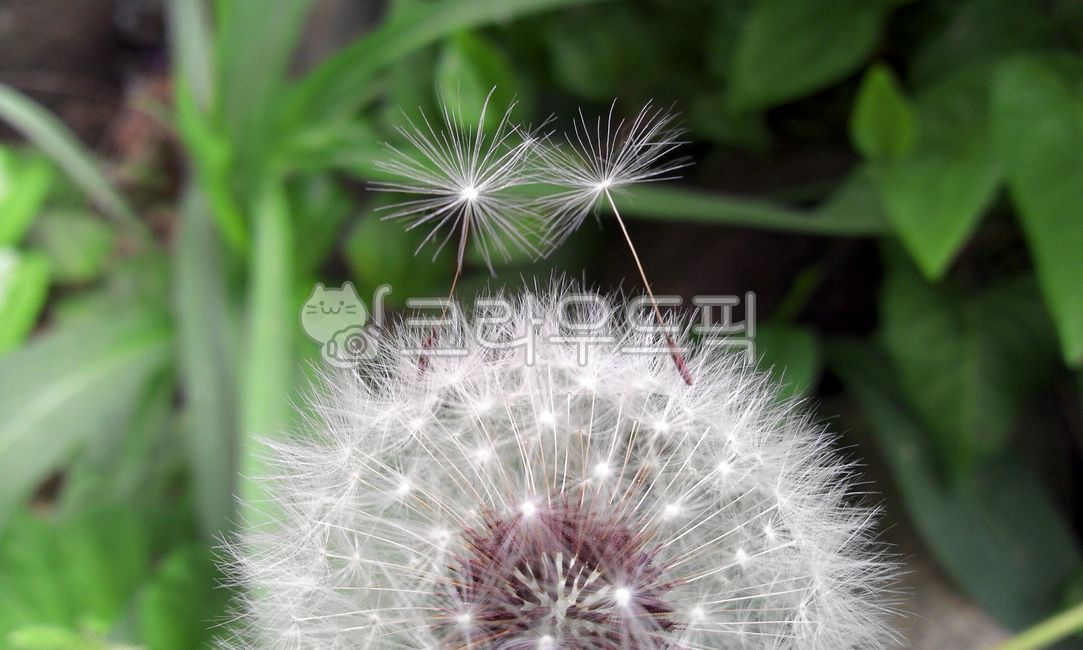 민들레,홀씨,씨앗,민들레홀씨,민들레씨앗