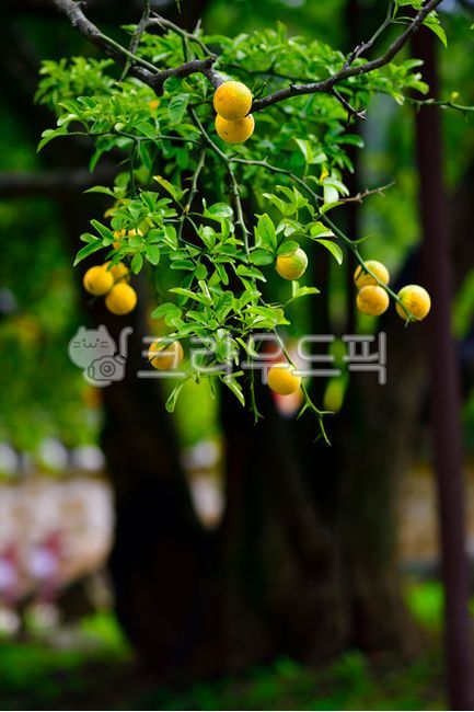 citrusfruit,citrus fruits,fruit,plant,yellow,Tangja,tangerine tree,food