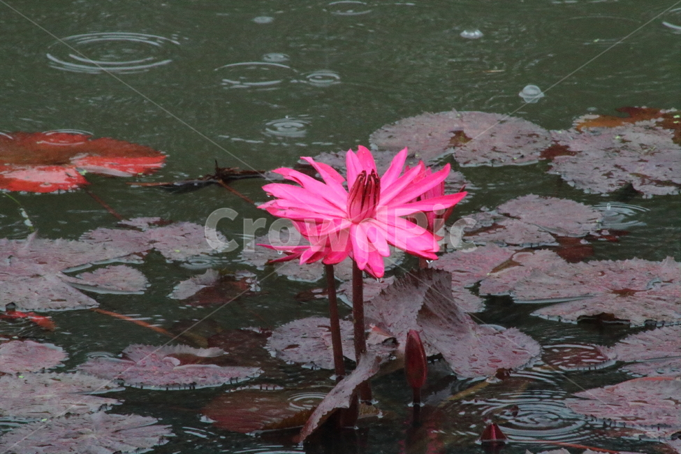 연,수련,수생식물,꽃,waterlily,식물,자연,plants,nature,꽃,flower