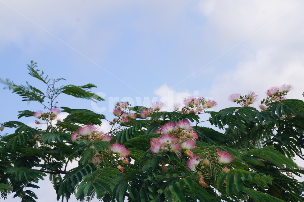 자귀나무,꽃,나무,풍경,합혼수,비단나무,소쌀나무,식물,식물,자연,plants,nature,꽃,flower