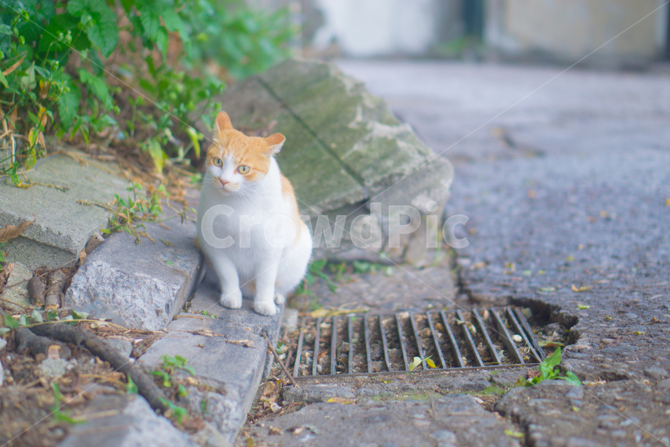 고양이,길고양이,여유로움,흰고양이,주황색고양이,동물,animal,포유류,mammal,고양이,cat,kitten,kitty
