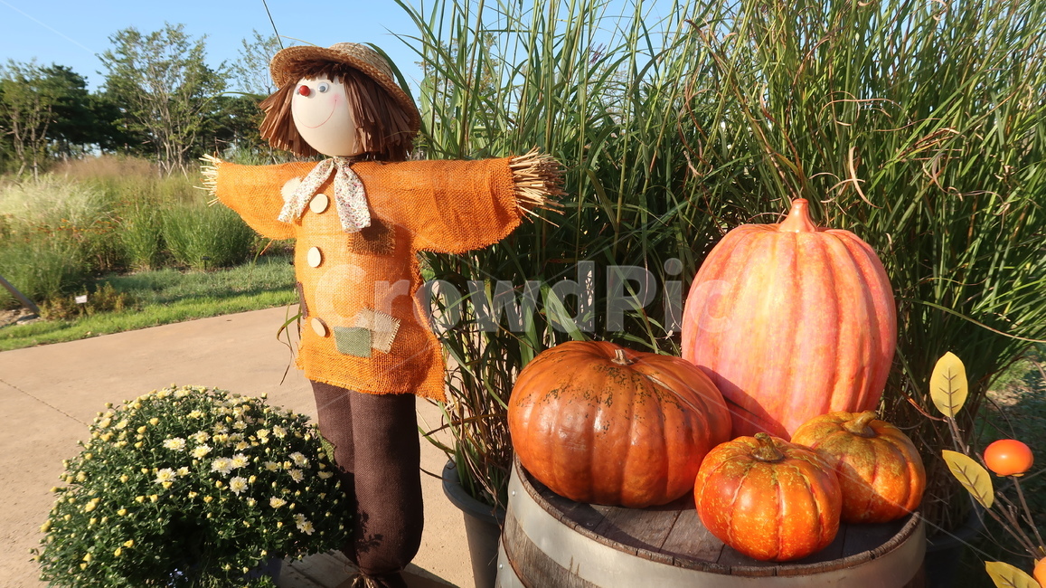 pumpkin,호박,허수아비,가을,autumn,가을,계절,fall,autumn,season,plant,식물,food,음식,vegetable,야채