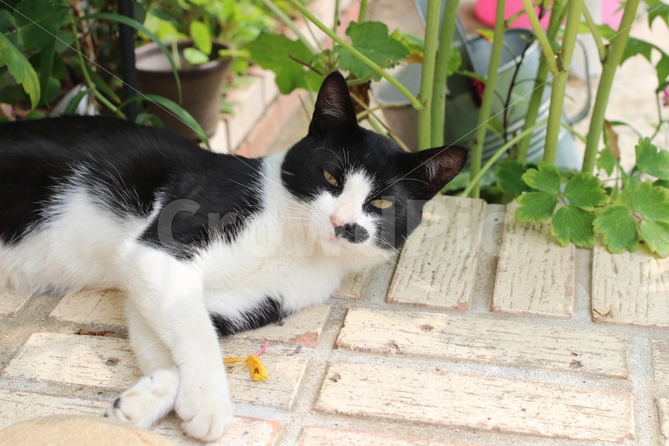 고양이,자연,동물,시골,정원,색감,동물,animal,포유류,mammal,고양이,cat,kitten,kitty