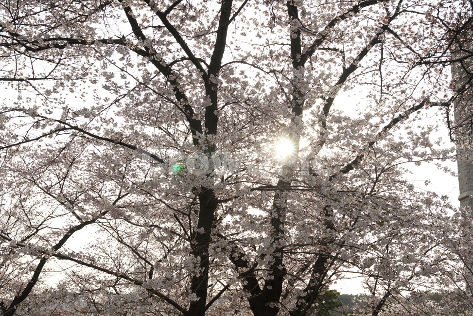 벚꽃,봄,나들이,봅소풍,꽃,봄,계절,spring,season,light,빛,flare,플레어