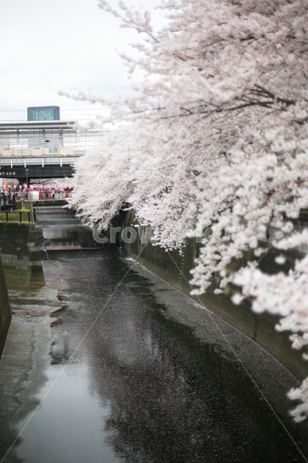 plant,식물,blossom,flower,꽃,cherryblossom,벚꽃,벚꽃나무,나카메구로