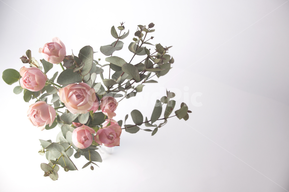 꽃다발,꽃,꽃송이,핑크,핑크꽃,꽃잎,라넌큘러스,장미,장미꽃,배경화면,유칼립투스,꽃,flower