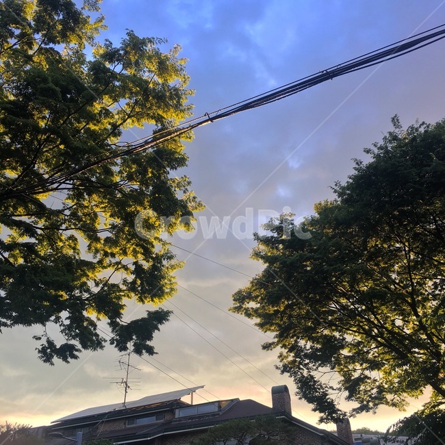 plant,식물,tree,constructioncrane,건설크레인,하늘,푸른하늘,감성,나무,분위기,기분좋은