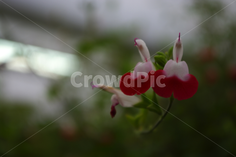 꽃,식물,flower,plant,세이지,식물,자연,plants,nature,꽃,flower