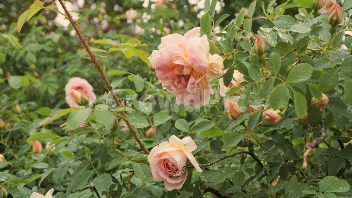 rose,장미,flower,꽃,plant,식물,식물,자연,plants,nature,꽃,flower