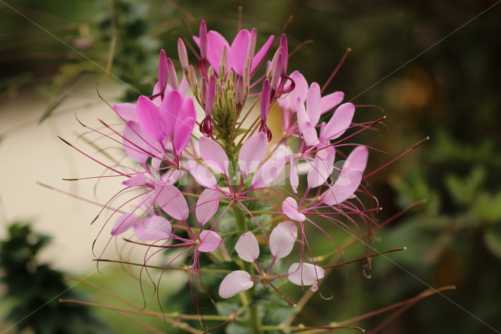 풍접초,꽃,가을,분홍,백화채,양각채,관상용,식물,자연,plants,nature,꽃,flower