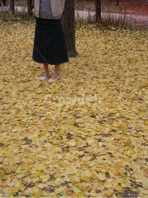 낙엽,은행잎,가을,사람,노랑,공원,산책,ginkgo,leaf,autumn,yellow,person,park,walking,leaves