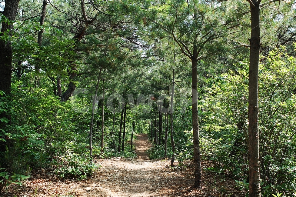 대전,대전둘레산길,구봉산,등산로,여름,자연,풍경,nature,landscape,path,통로