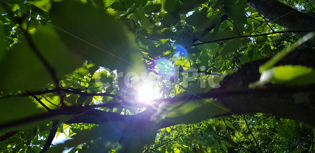 광합성,해,햇빛,잎,이파리,나무,자연,식물,식물,자연,plants,nature,나무,trees,wood