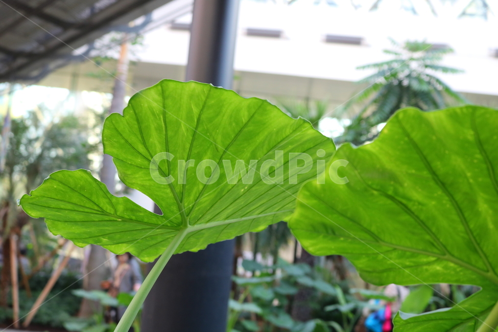 토란,낸시스리벤지,식물,천남성과,열대식물,토련,우자,야채,채소,자연,식물원,서울식물원