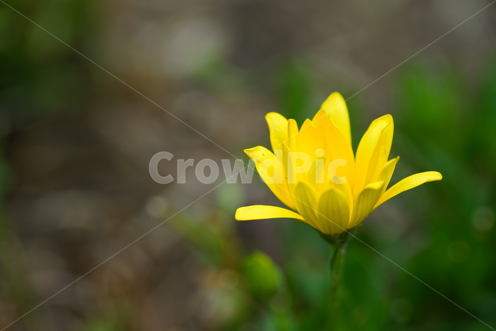 국화,노란국화,소국,5월의꽃,꽃,식물,식물,자연,plants,nature,꽃,flower