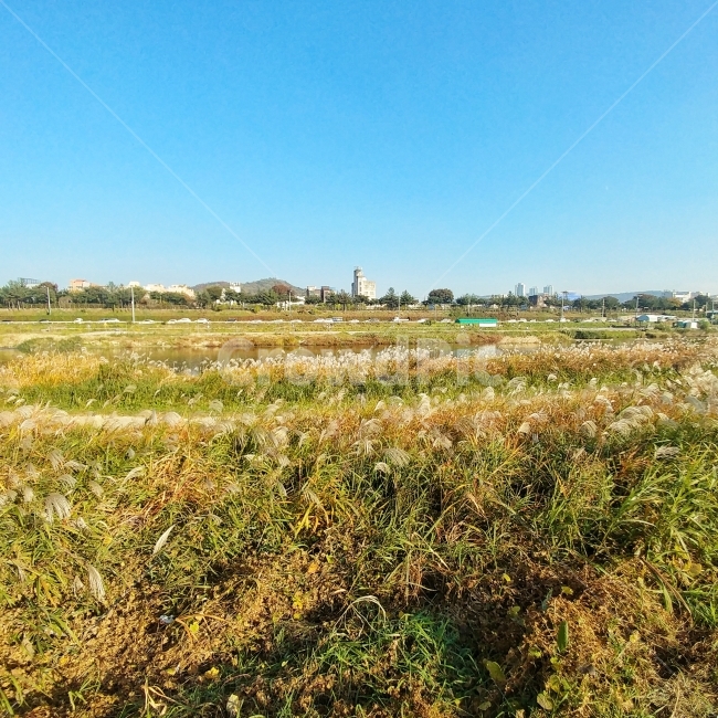 갈대,풍경,하늘,가을,자연,식품,힐링,고요,가을,계절,fall,autumn,season,자연,풍경,nature,landscape,outdoors,옥외,land,땅