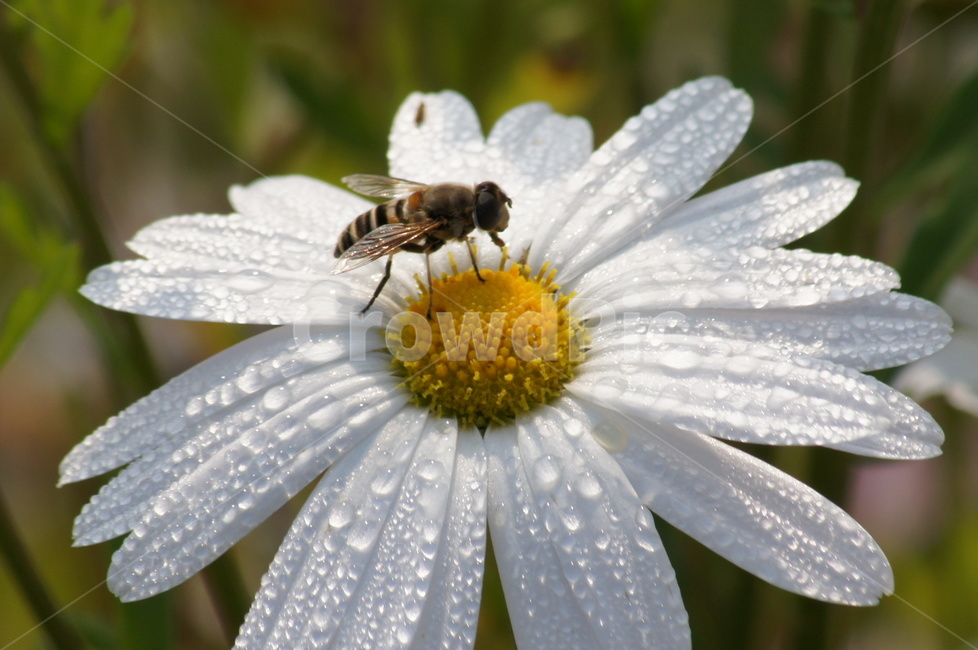 꽃,벌,꿀,물방울,꿀벌,식물,자연,plants,nature,꽃,flower,동물,animal,곤충,벌레,insect,bug