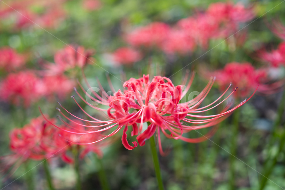 산야초,꽃무릇,꽃,빨강,매크로,식물,자연,plants,nature,꽃,flower