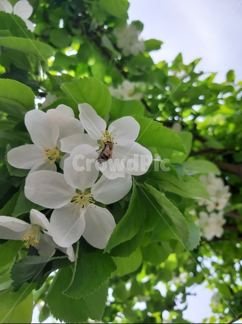 꽃,봄,봄꽃,잎,flower