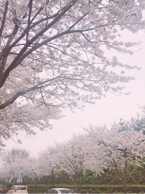 벚꽃,나무,꽃,봄,꽃놀이,도로,봄,계절,spring,season,자연,풍경,nature,landscape,plant,식물,blossom,flower