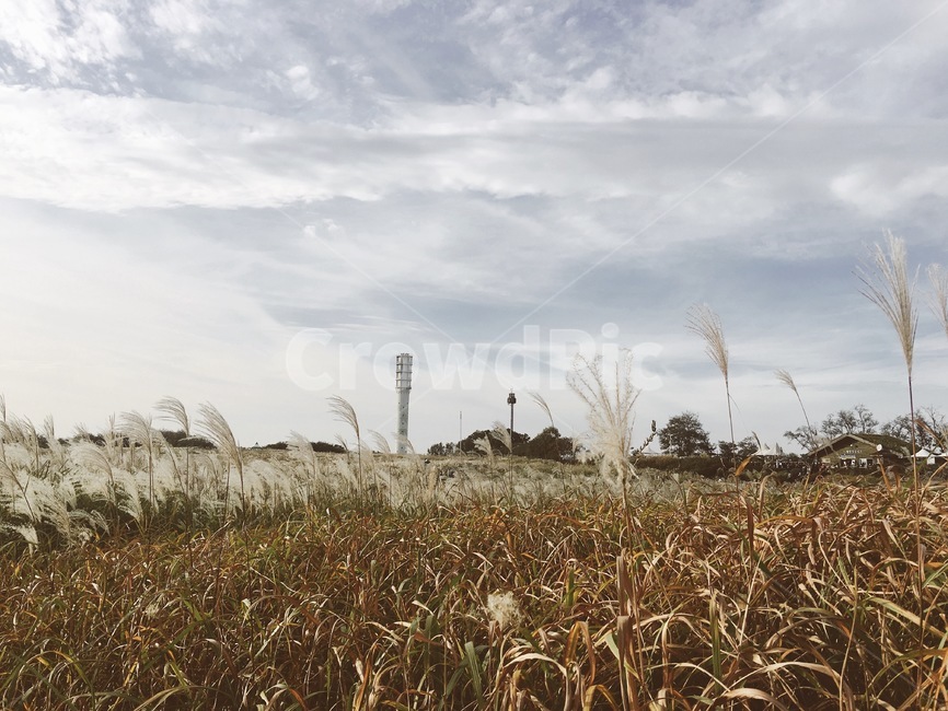 가을,갈대,억새,자연,바람,풍경,하늘공원,잔디,reed,가을풍경,휴식,휴일,autumn,fall,sky,하늘,푸른잔디,windy,relax하늘공원,grass,억새축제,relax