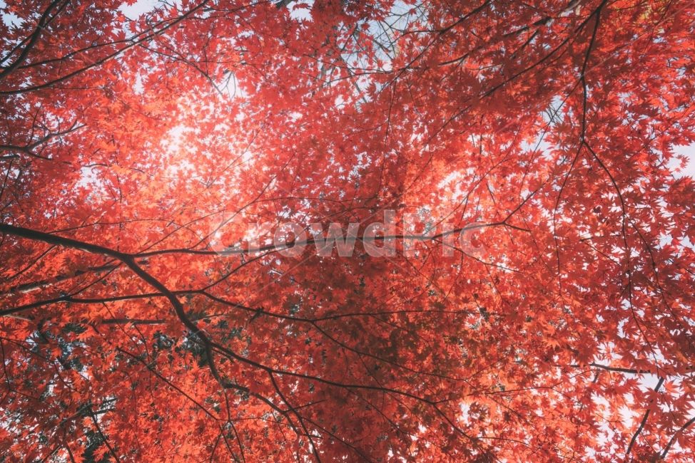 가을,단풍,해인사,가을색,단풍잎,감성,sensibility,스냅,스냅샷,snap,snapshot,가을,계절,fall,autumn,season,식물,자연,plants,nature,나무,trees,wood,감성,sensible,feeling,leaf,잎,plant,tree,maple