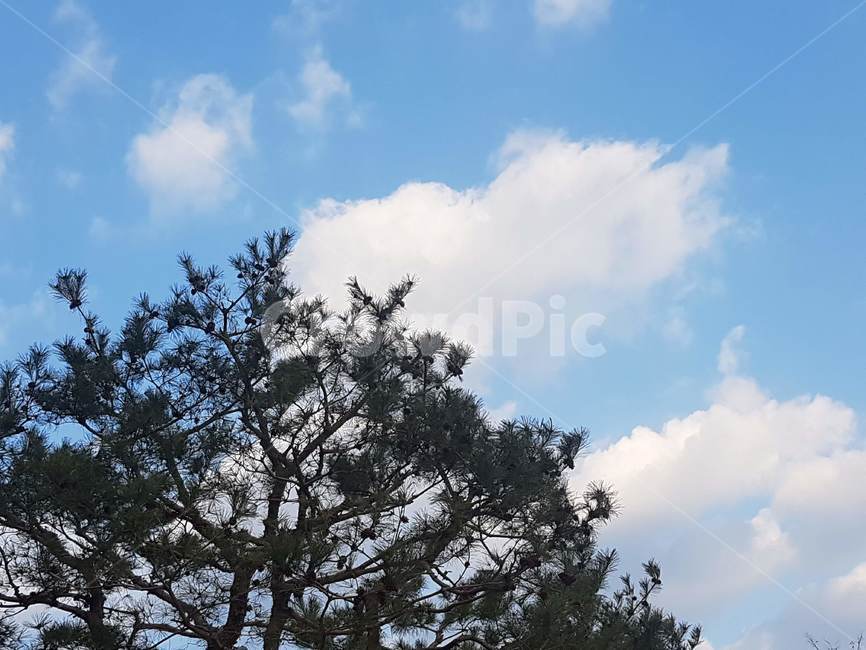 tree,나무,식물,plant,sky,하늘,구름,cloud