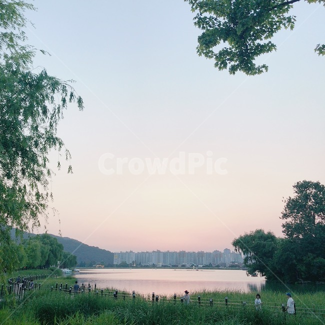나무,tree,식물,plant,자연