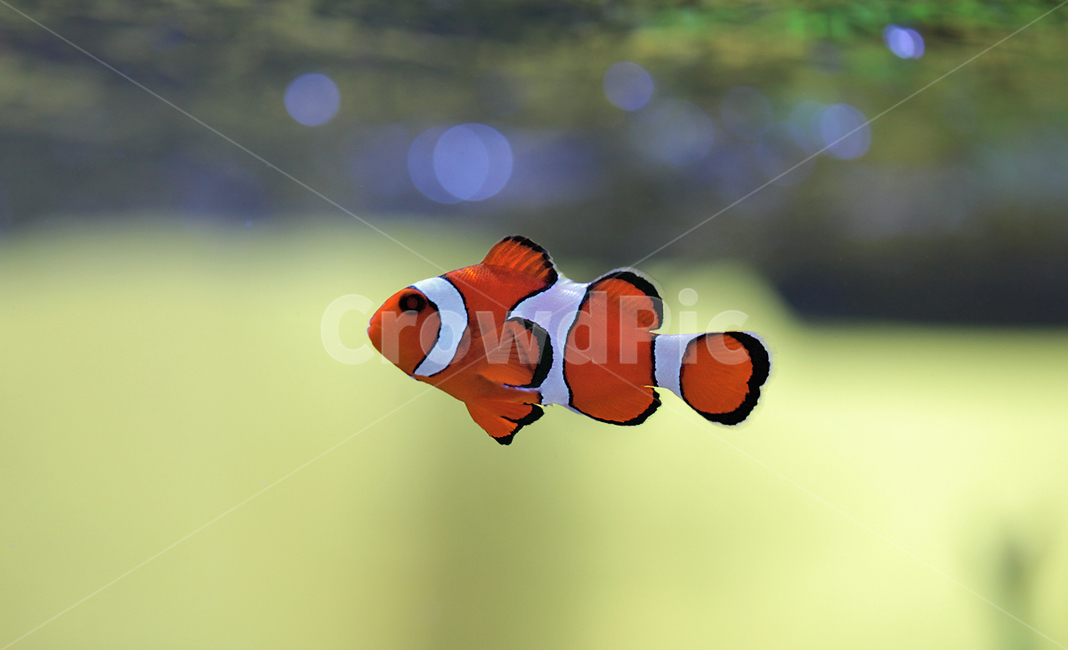 해수어,니모,바다속,산호,물고기,스노클링,바다,도리,어류,물고기,fish
