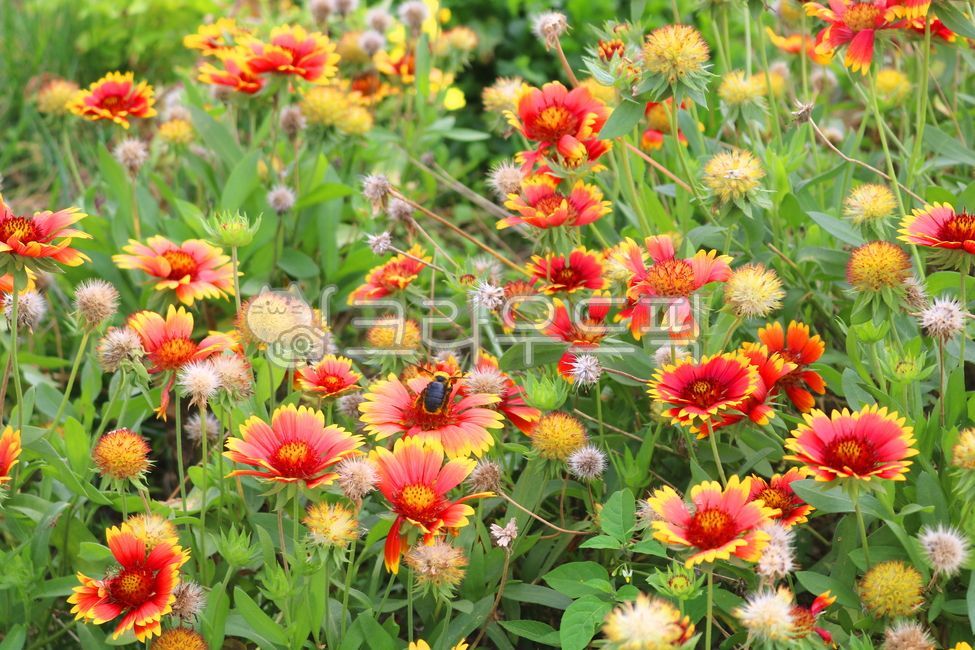 천인국,꽃,천인국꽃,국화,국화과,식물,가일라르디아,인디안국화,야생화,들꽃,자연,잎,꽃잎,한해살이풀,풀,꽃밭,붉은색꽃,빨간색꽃,노란색꽃