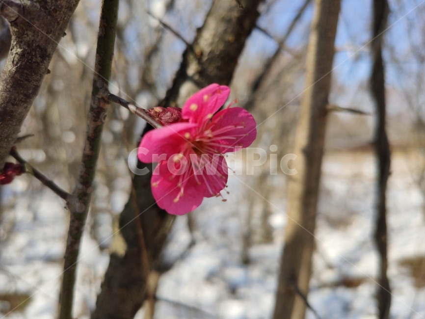 홍매화,매화,매화꽃,붉은매화꽃,홍매,자장매,maehwa,plant,식물,blossom,geranium,제라늄,flower,꽃,식물,자연,plants,nature,꽃,flower