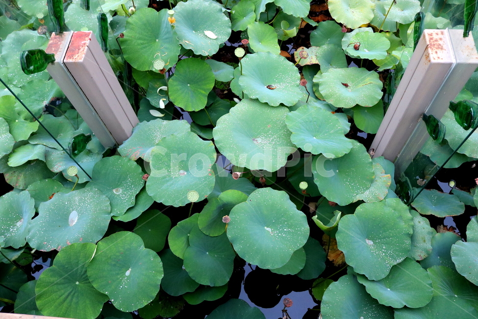 수련,연꽃,연잎,식물,수생식물,연,자연,식물,자연,plants,nature,꽃,flower