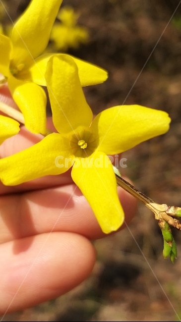 봄꽃,개나리,봄,개나리꽃,봄소식,감성,plant,식물,꽃,손,자연,계절,꽃사진,spring,색상,색채,색감,웹용