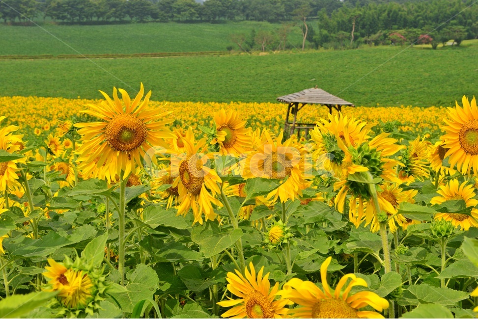 plant,식물,blossom,flower,꽃,sunflower,해바라기,고창,학원농장,해바라기밭,원두막