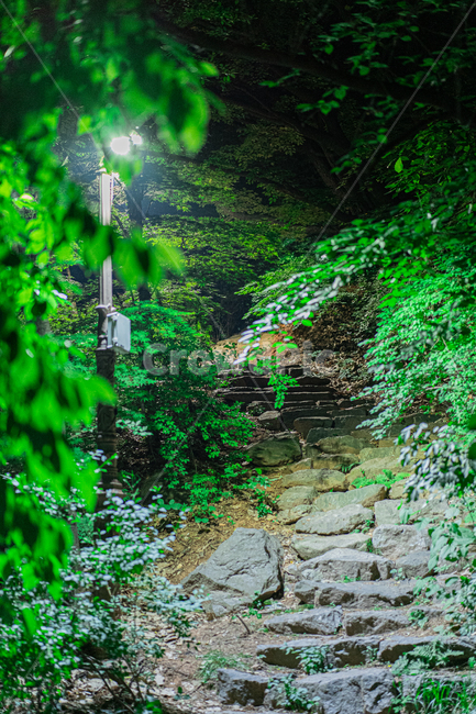 산책,가로등,초록,숲속,나무,tree,plant,공원,park,green