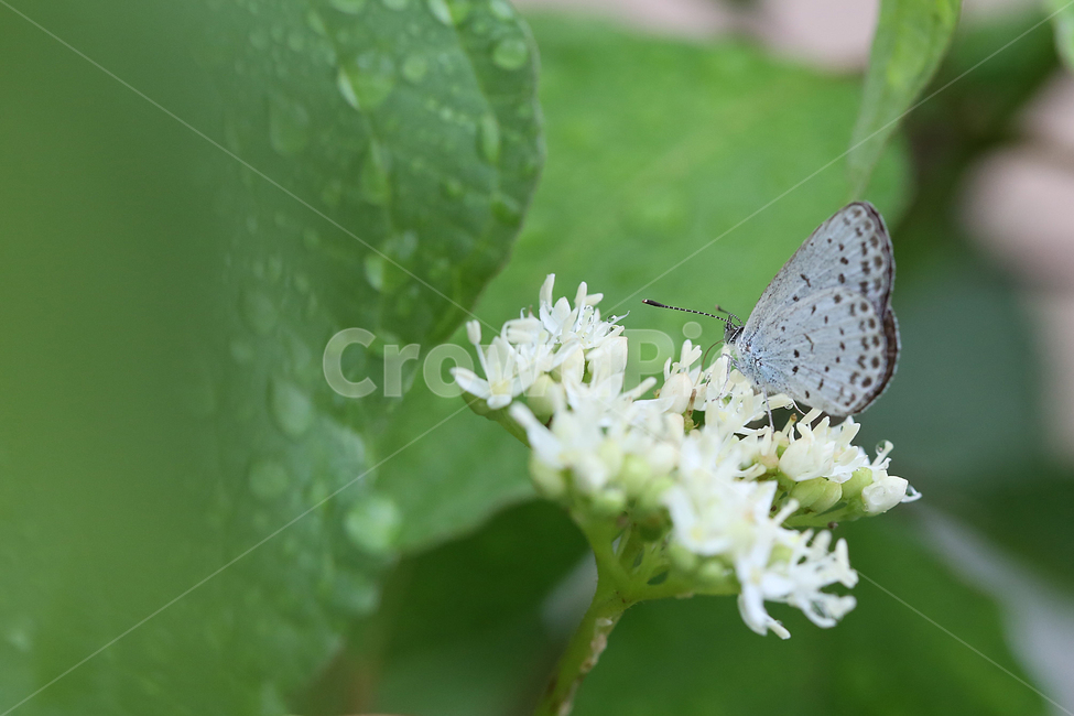 서울숲,자연,나비,초록,nature,butterfly,green,forest,식물,자연,plants,nature,꽃,flower,동물,animal,곤충,벌레,insect,bug