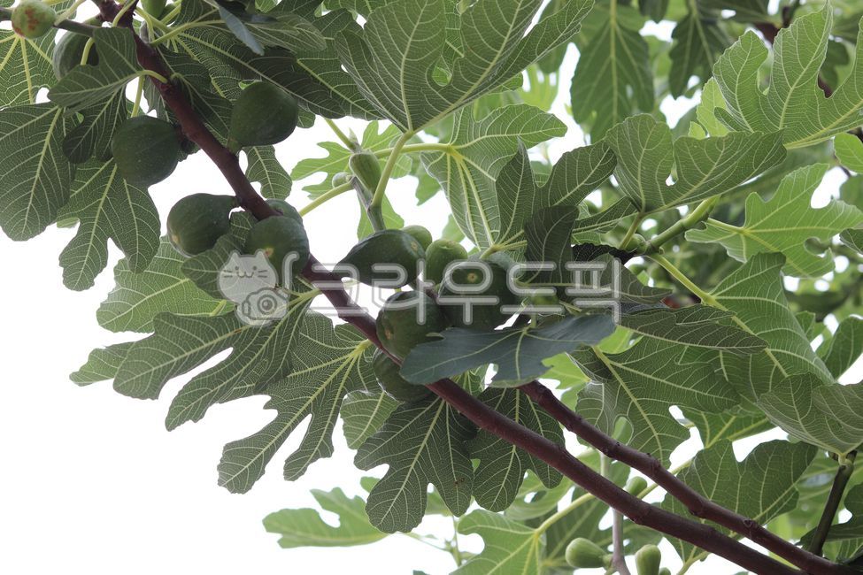 moraceae,무화과나무,무화과열매,무화과,식물,fruit,과일,plant,덜익은무화과,food