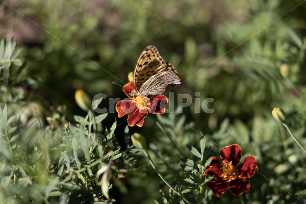 나비,꽃,호랑나비,봄,따뜻함,flower,식물,plant,blossom,식물,자연,plants,nature,꽃,flower,곤충,벌레,insect,bug