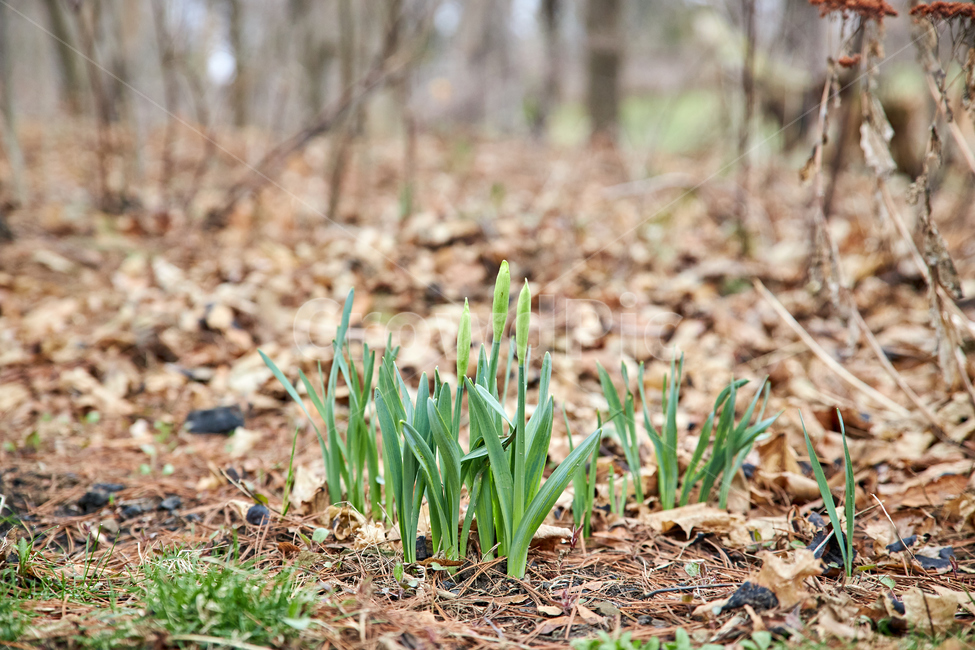 ground,바닥,plant,식물,수선화,싹,bud,sprout,새싹,daffodil,봄,수선화싹,수선화새싹